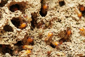 termite inspection charlotte