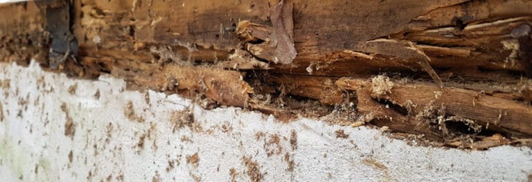charlotte termite inspection